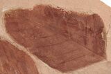 Two Red Fossil Hickory Leaves (Carya) - Montana #189018-2